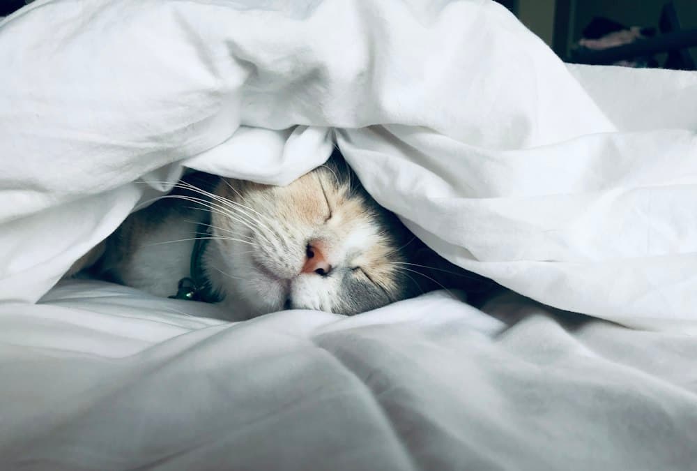 The Importance of Quality Sleep